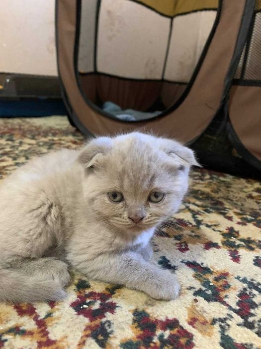 Сотилади 6 дона бор тоза британский скотиш Ота онаси корсатилади тайин