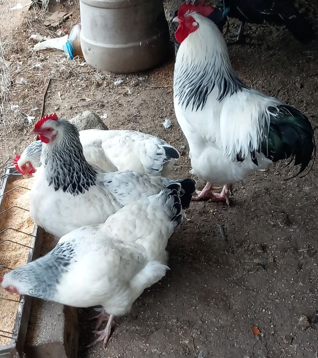 Ouă incubat sussex herminat deschis