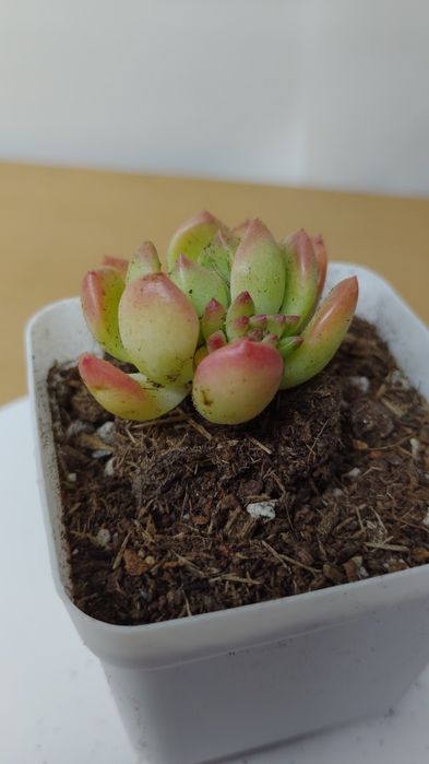 Суккулент эхеверия