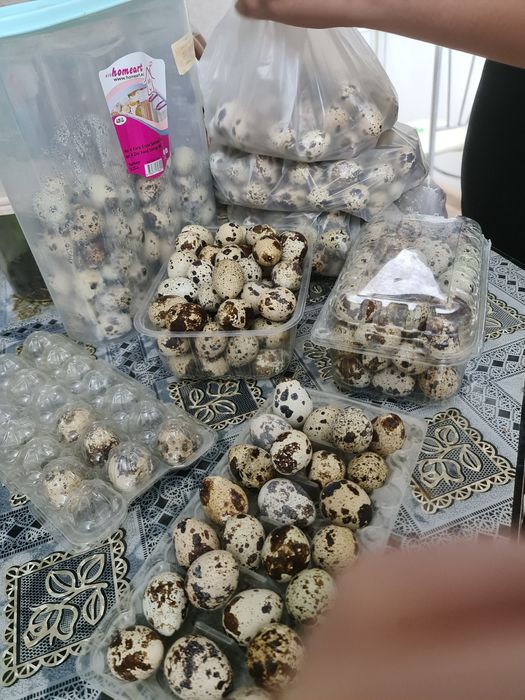 Бөдене жумыртка сатылады