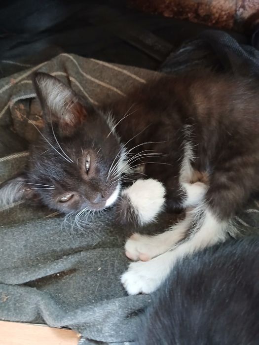 Отдам      котят