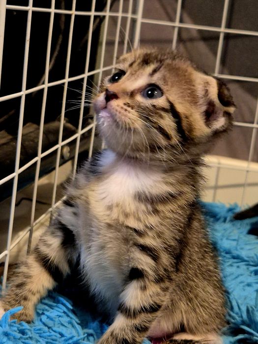 Отдам в добрые руки