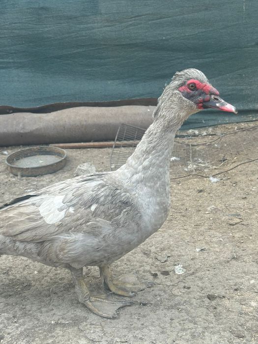 Индоутка лавандовый