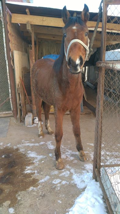Кунан сатам коктемде дөненге шыгат