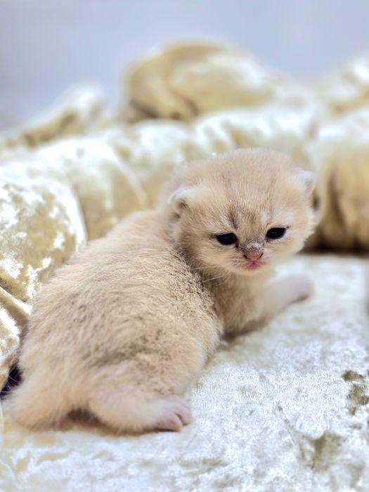 Бриташки очаровашки