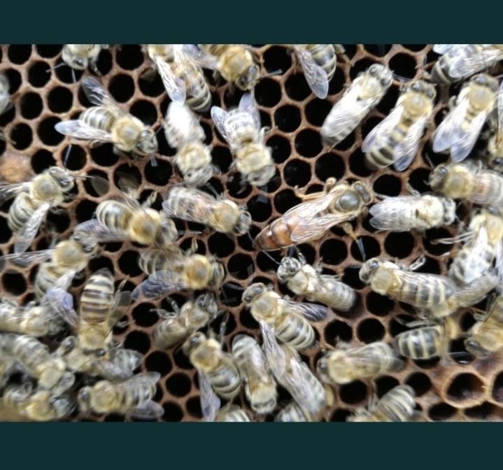 Пчелни отводки система Дадан Блат