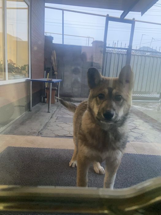 Красивая ласковая собачка