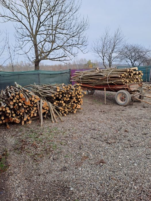 Vând lemne de esență tărie lozie