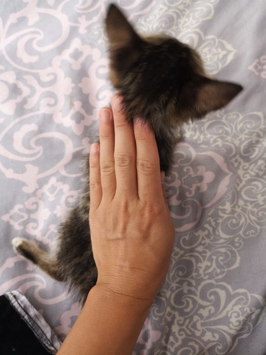 Котенки красавцы