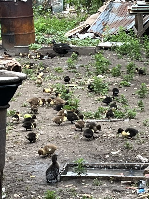 Продам индоутят можно с мамами