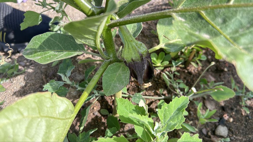 Продается дача 12 соток