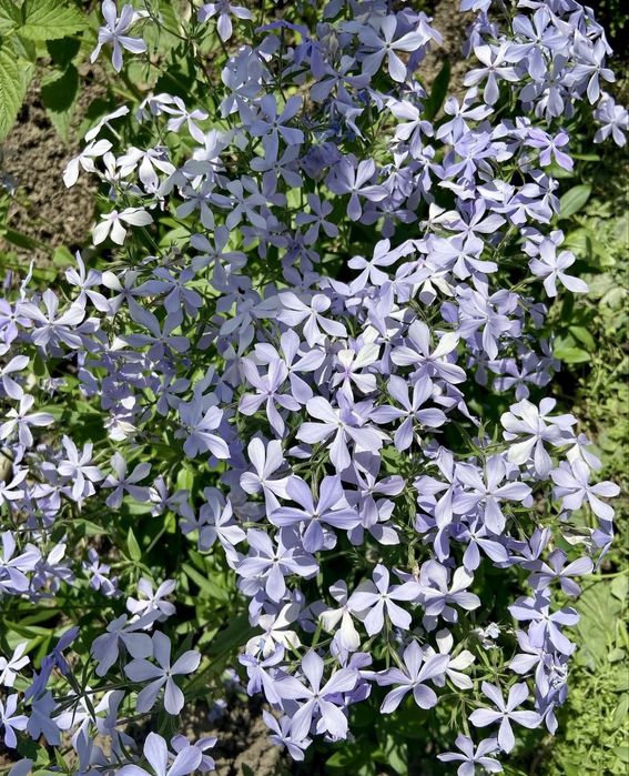 Садовые цветы в продаже