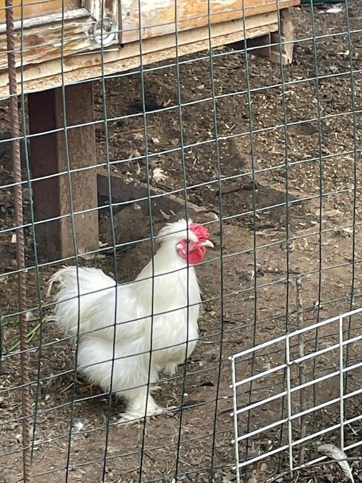 Китайские шёлковые   куры