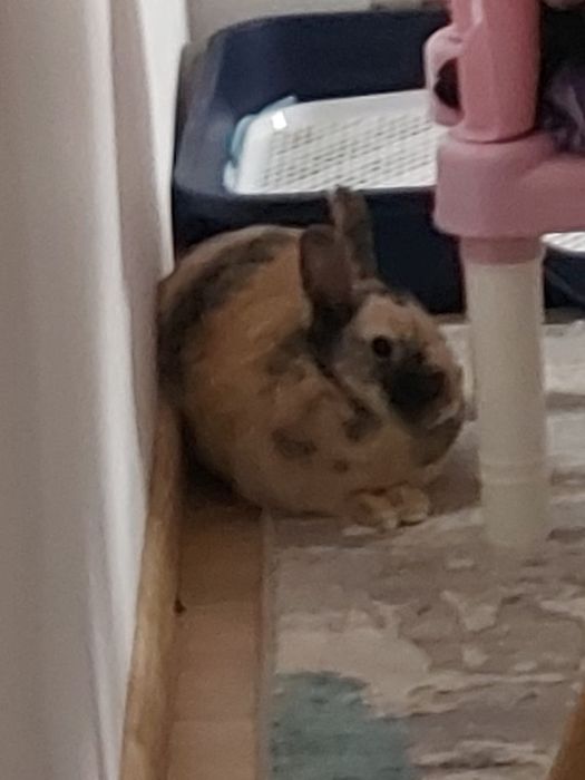 Donez iepure împreună cu cușca