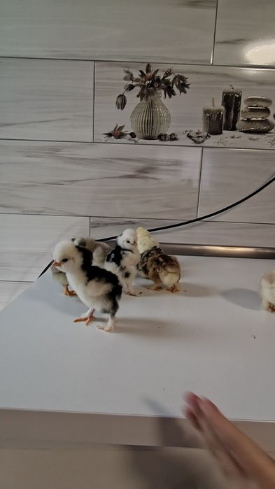 Oua de vînzare de la găini motate