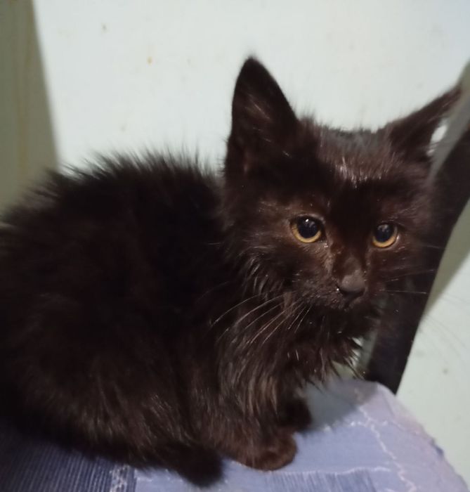 Отдам  даром  черного  котенка в хорошие  и  добрые руки.