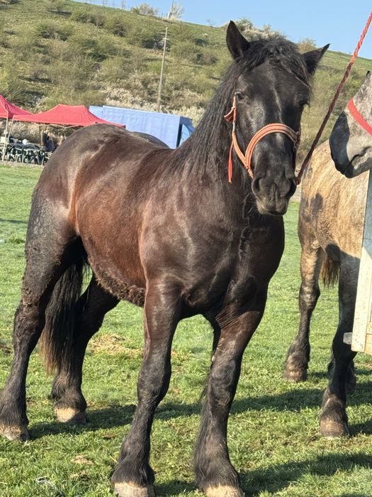 Vand manz negru corb