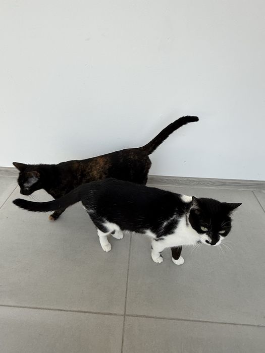 Ofer spre adoptie trei pisici