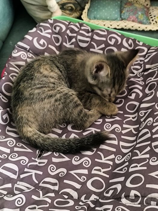 Кошечка домашняя