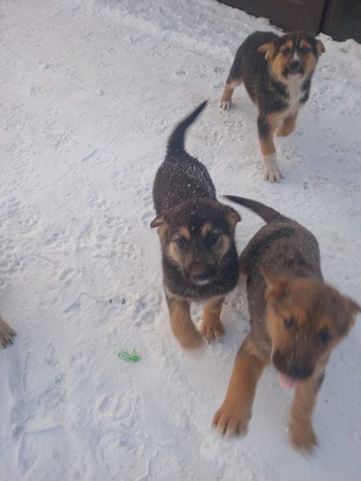 Отдам щенков бесплатно