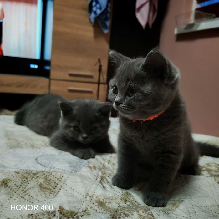 Британско късокосместо коте