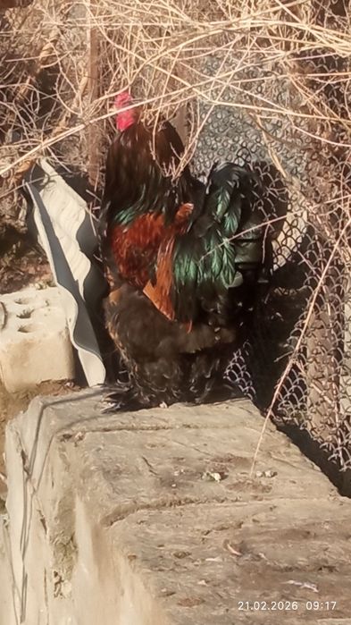 Продаются петухи брама разных мастей