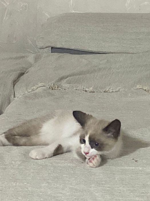 Продаю сиамскую котенок