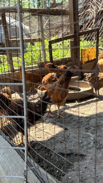 Продам цыплят Кучинские