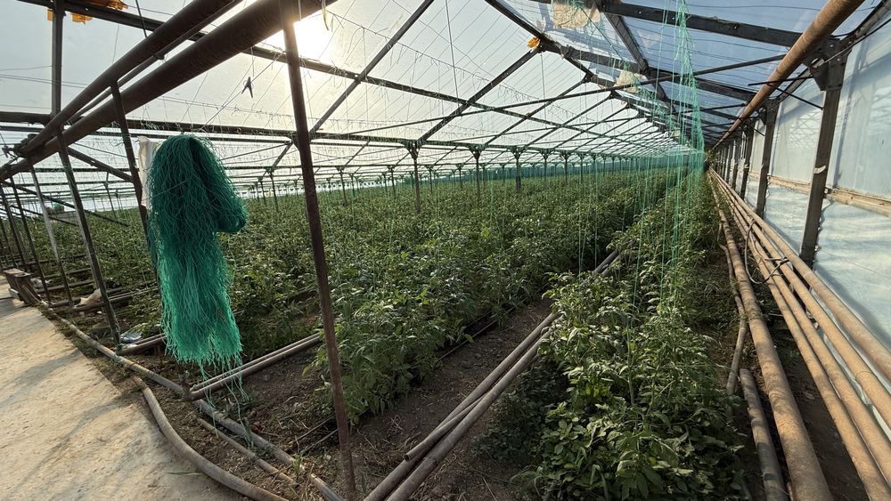 Тепличный комплекс