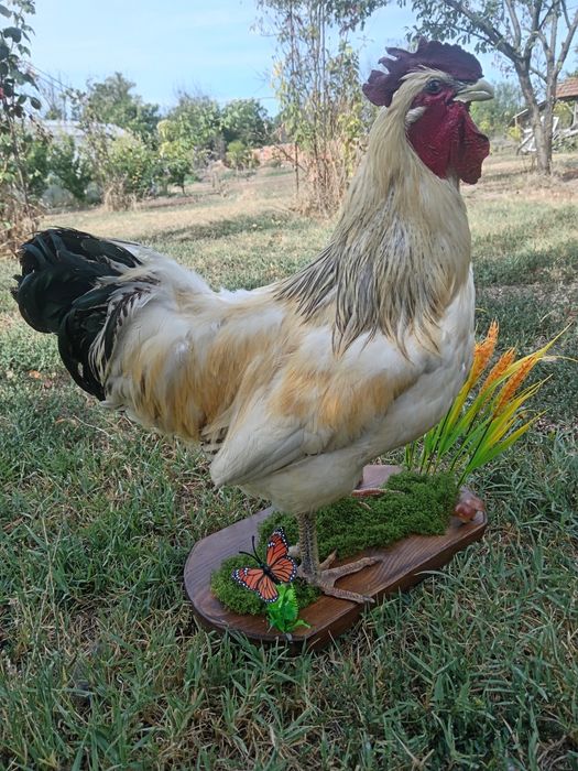 Препариран петел