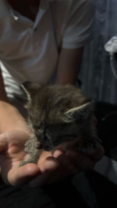 Котенок девочка