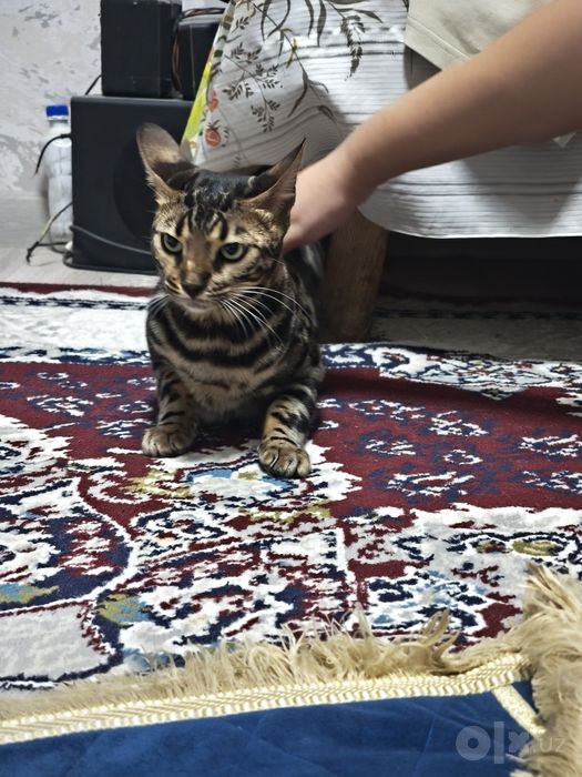 Продаю бенгальскую кошку в хорошие руки