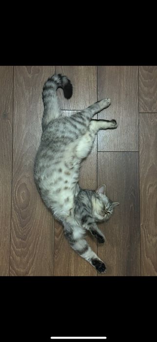 Отдам срочно добрые руки