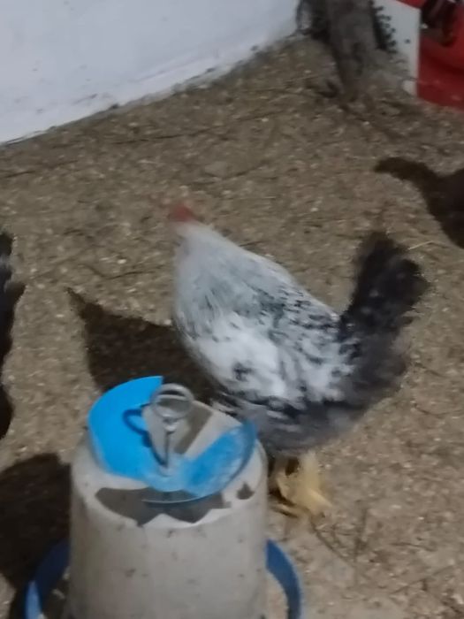 Петухи Браун.