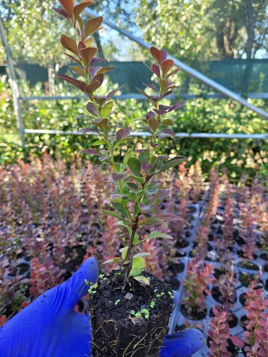 Berberis th. Red Rocket