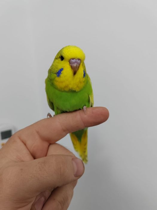 Peruși standard (pui, adulți)