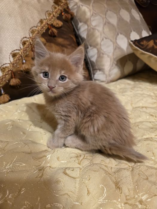 Мейн куун котета