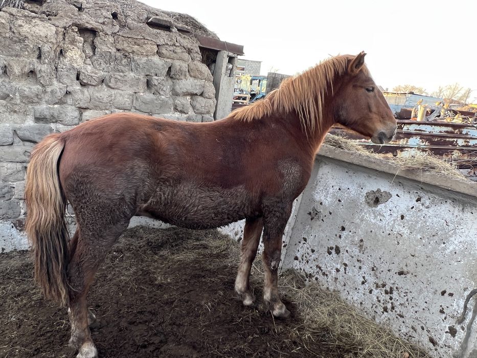 Продается донен