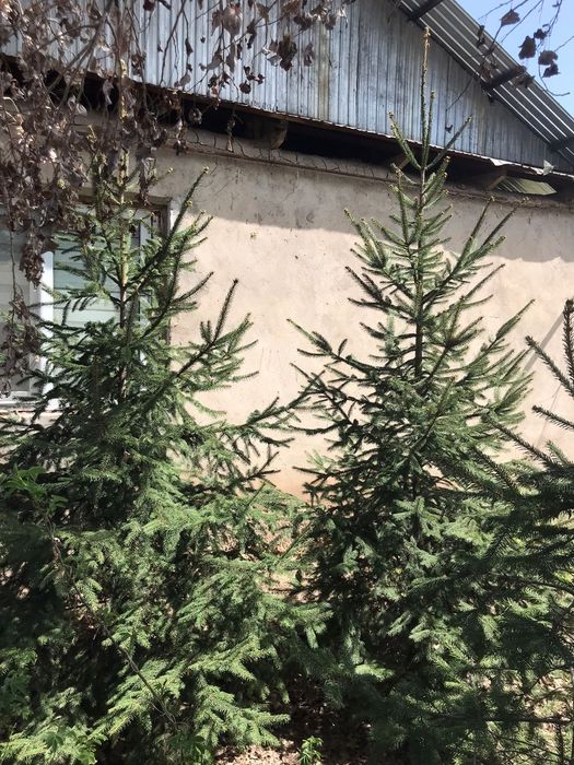 Ёлки европейские срочно торг