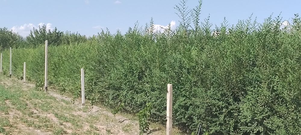 Гужум нихоли. 2 йиллик.