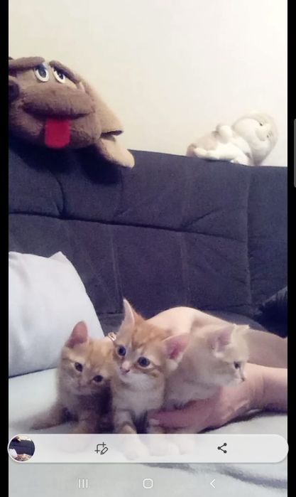 Котята  крысоловы