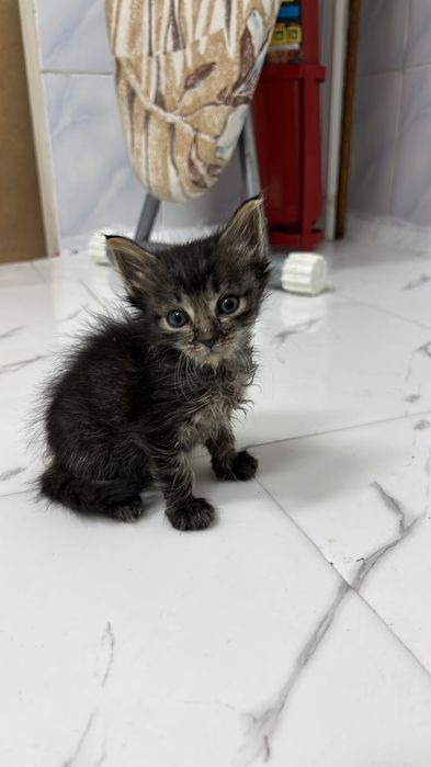 Котята ищут дом,срочно
