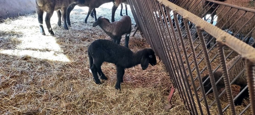 De vânzare carabasă sarbească, șapte oi cu miei ,trei berbeci!
