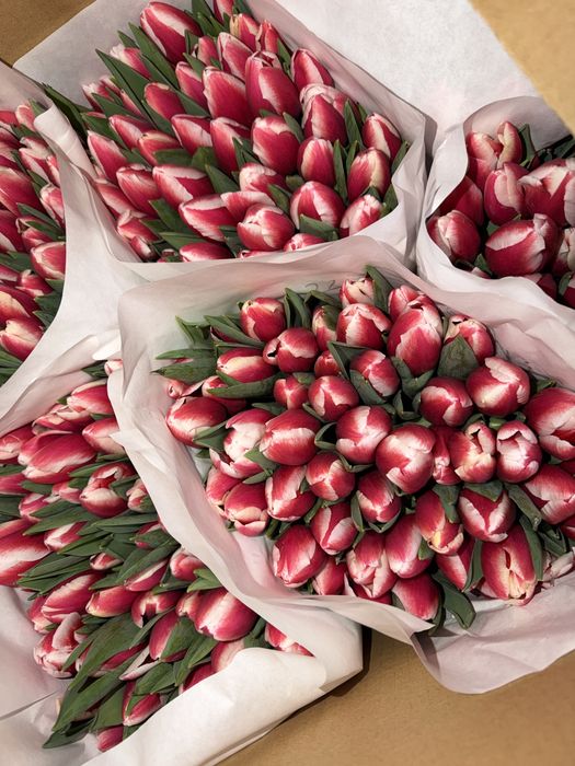 Тюльпаны Усть-Каменогорск