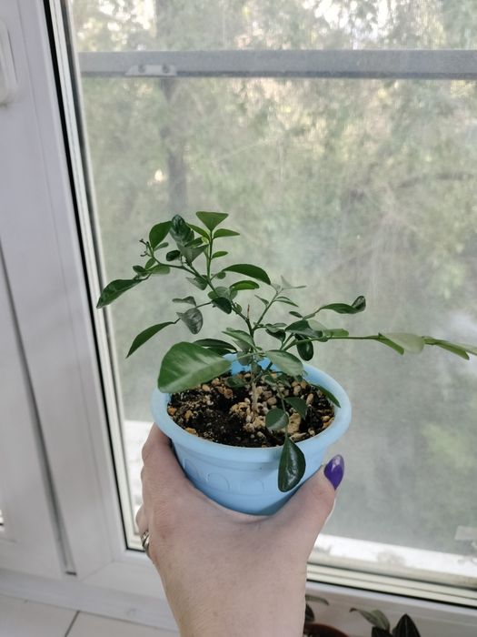 Продам молодую Мурайу