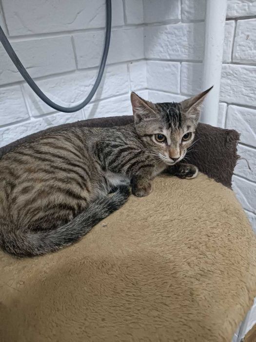 Отдам В добрые руки