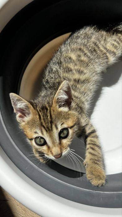 Отдам красивого котенка