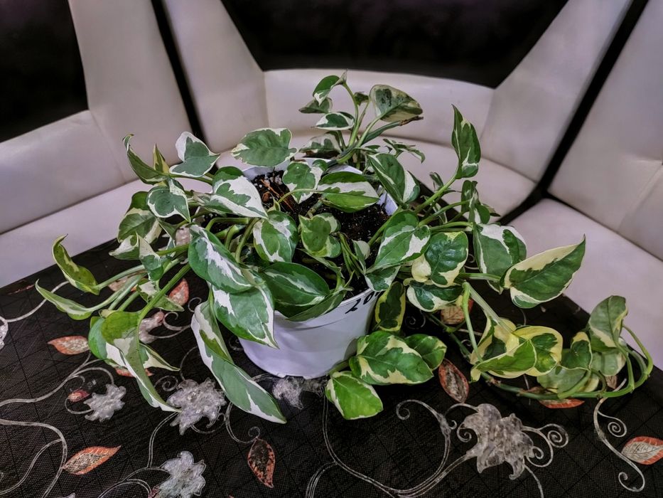 Комнатные растения. Доставка