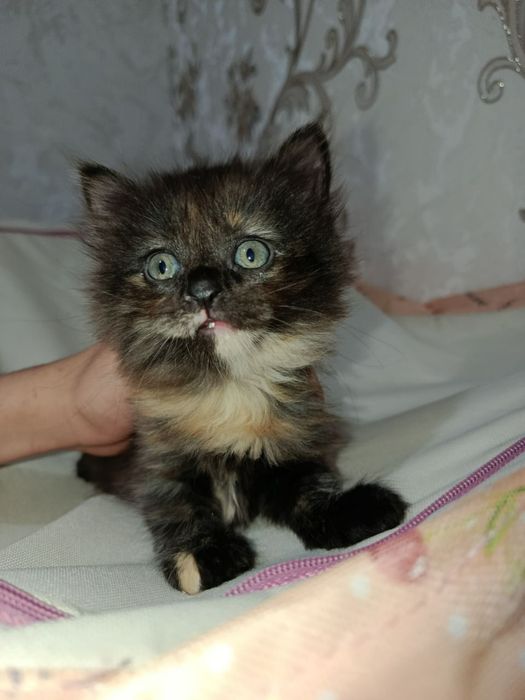 Mushuk bolalari 2 oylik  Yaxshi QARAYDIGANLARGA sotiladi.