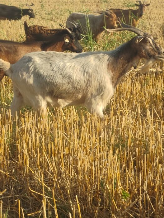Vând capre grase